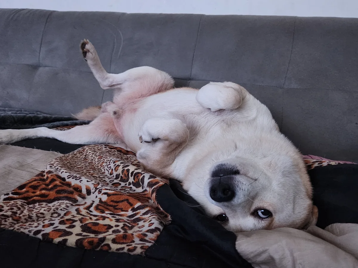 Rookie, le chien du Havre, allongé sur le canapé